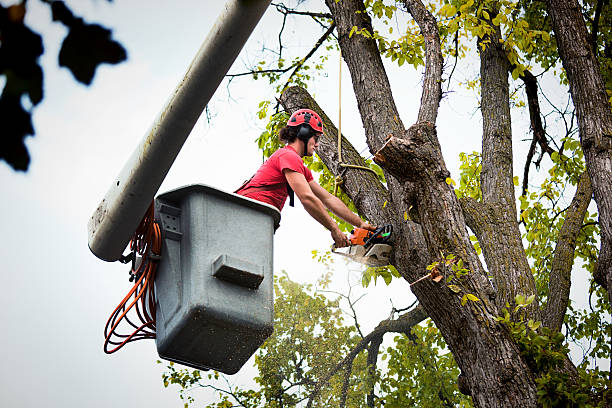 Mulching Services in Carroll, IA